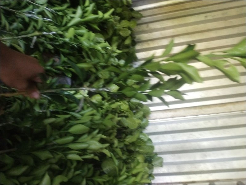 红心橙苗