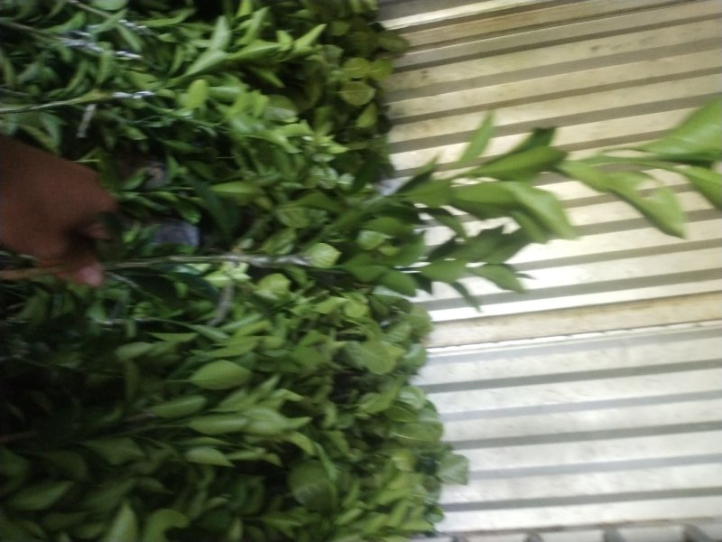 红心橙苗