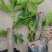 精品无花果苗,品种多样,包品种包成活包结果死苗包赔