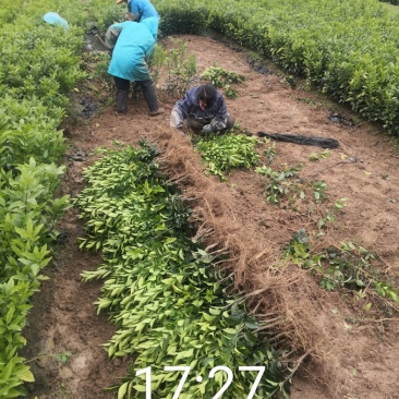 优质脆蜜脆皮金桔苗苗圃现挖现发包纯正免费指导技术