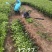 优质脆蜜脆皮金桔苗苗圃现挖现发包纯正免费指导技术