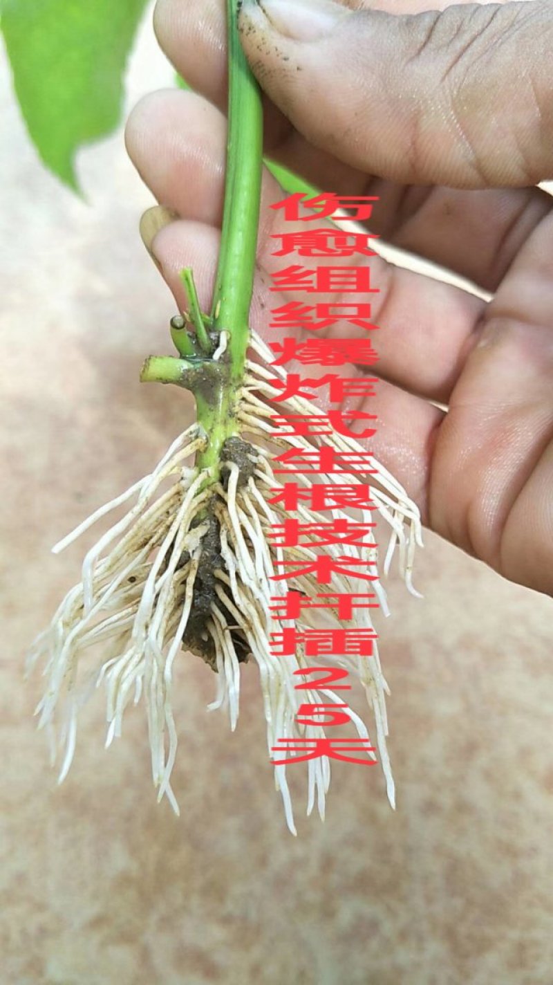 百香果台农苗爆炸式生根技术脱毒繁育工艺苗，可视频看苗