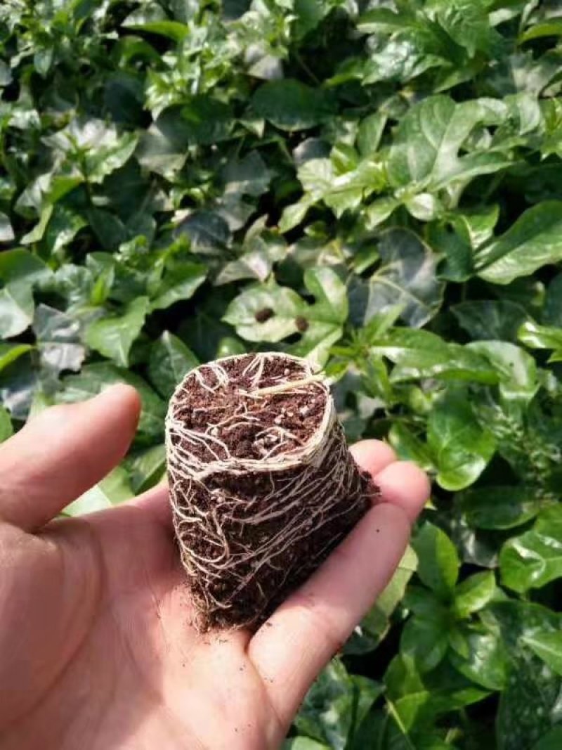 百香果台农苗爆炸式生根技术脱毒繁育工艺苗，可视频看苗