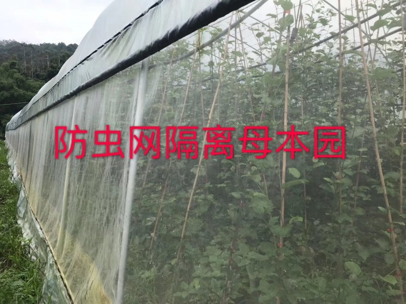 百香果台农苗爆炸式生根技术脱毒繁育工艺苗，可视频看苗