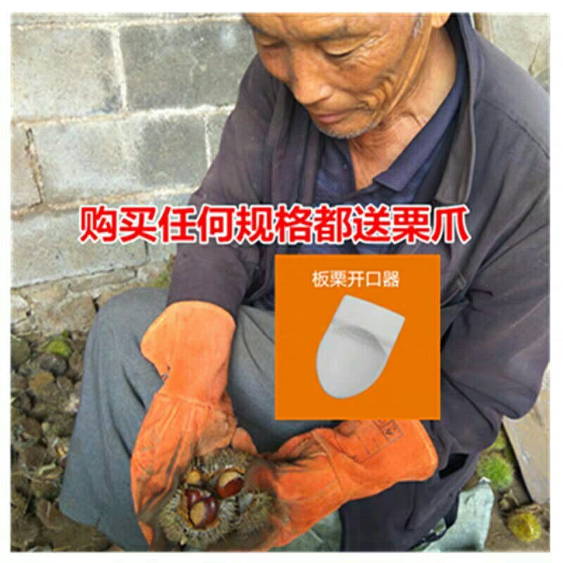 5斤现摘现发去壳鲜板栗生新鲜毛栗野生油栗非板栗