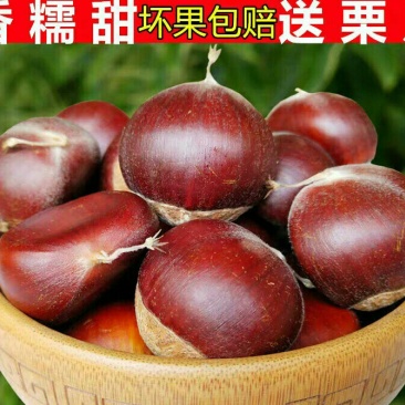 5斤现摘现发去壳鲜板栗生新鲜毛栗野生油栗非板栗