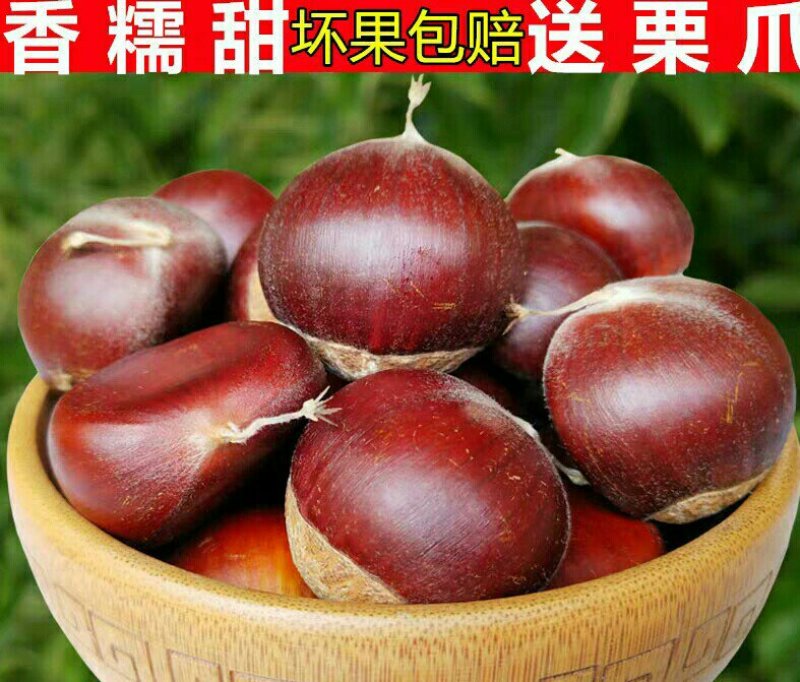5斤现摘现发去壳鲜板栗生新鲜毛栗野生油栗非板栗