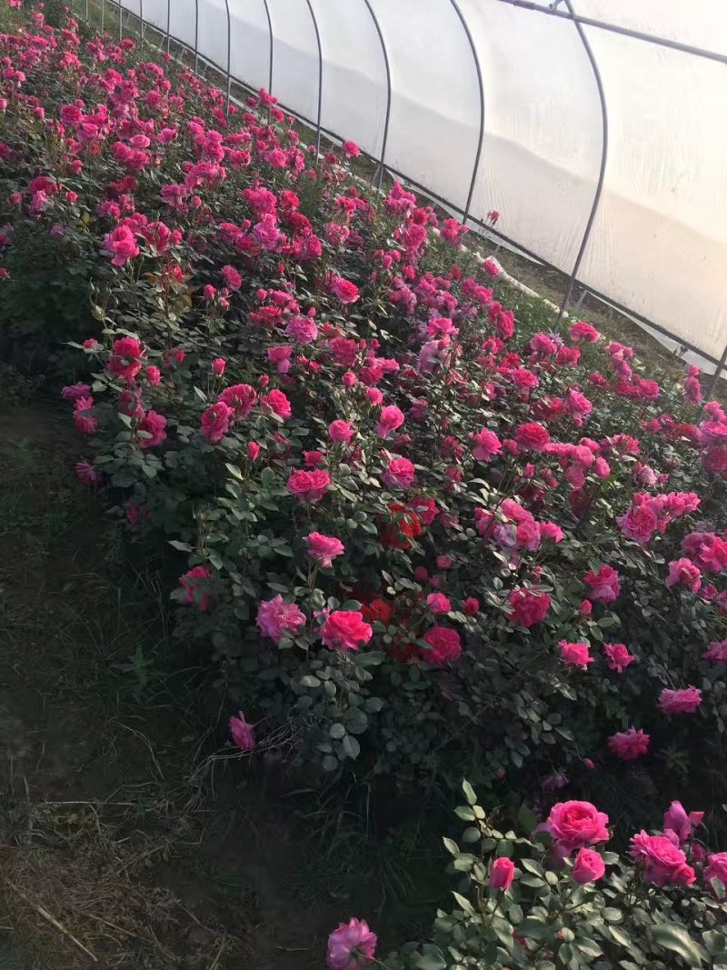 批发红帽月季，大花月季，品种月季，藤本月季