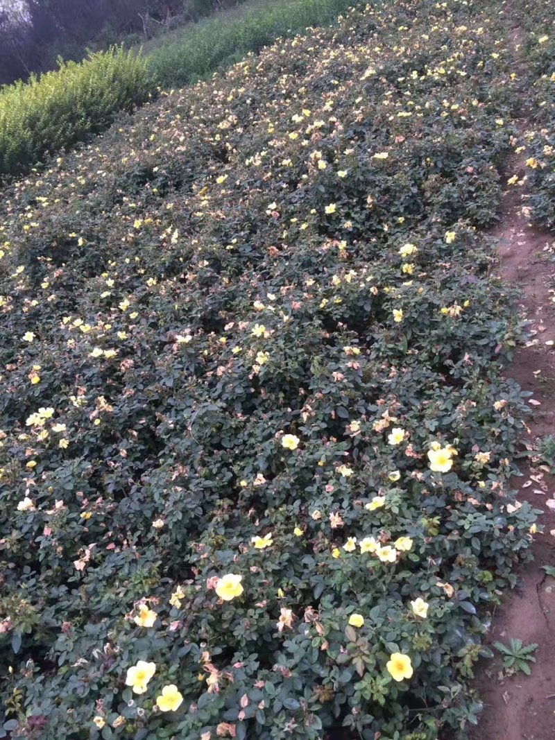 批发红帽月季，大花月季，品种月季，藤本月季