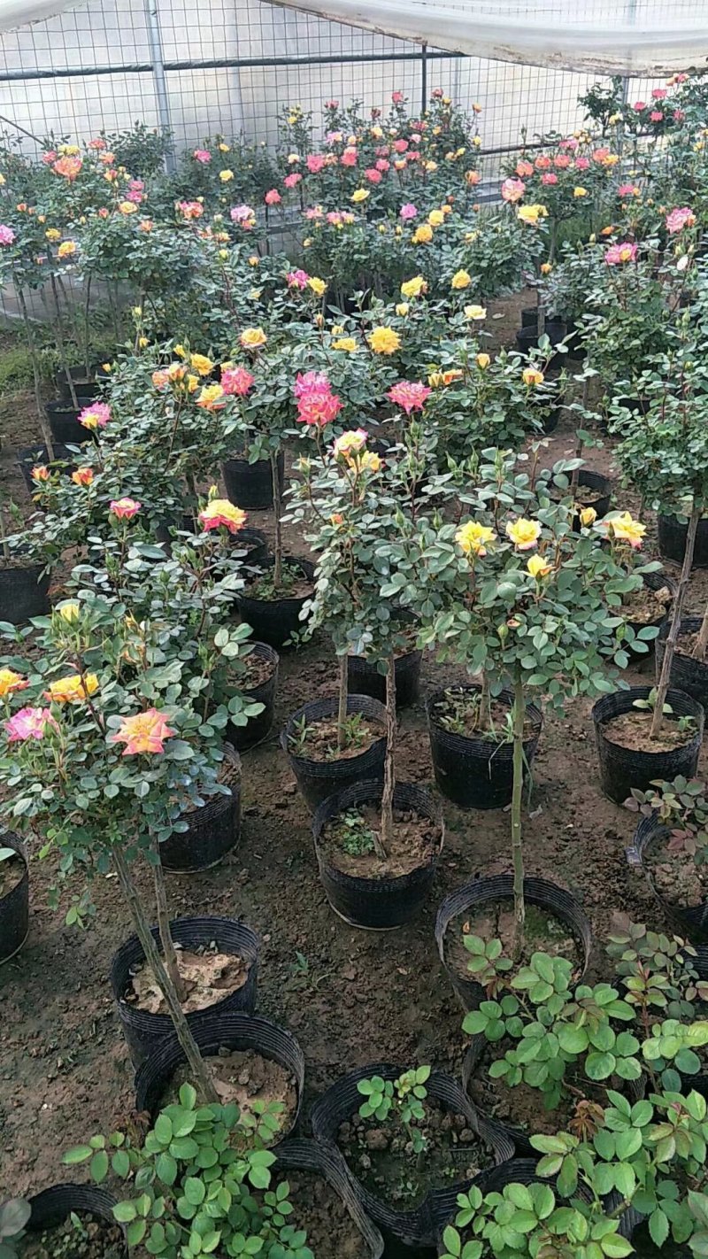 批发红帽月季，大花月季，品种月季，藤本月季