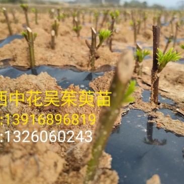 江西中花吴茱萸苗(江西樟树市)