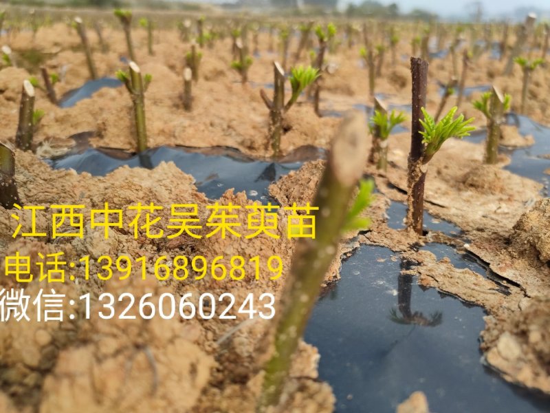 江西中花吴茱萸苗(江西樟树市)