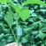 荷兰进口瑞克斯旺37—79黄皮大果尖椒，商品性好，耐寒