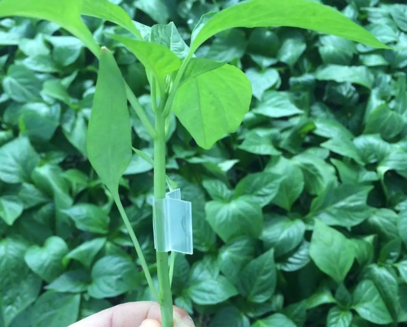 荷兰进口瑞克斯旺37—79黄皮大果尖椒，商品性好，耐寒