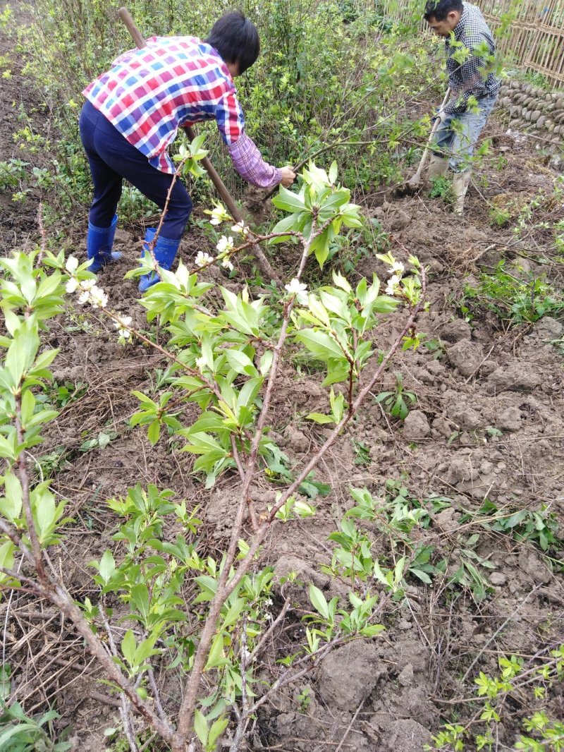 【品质种苗】李子苗（包邮）广东钱排镇（正宗）三华李嫁接苗