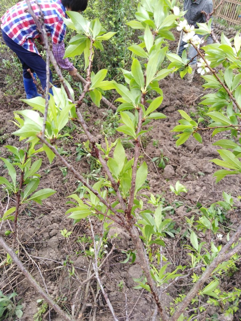 【品质种苗】李子苗（包邮）广东钱排镇（正宗）三华李嫁接苗