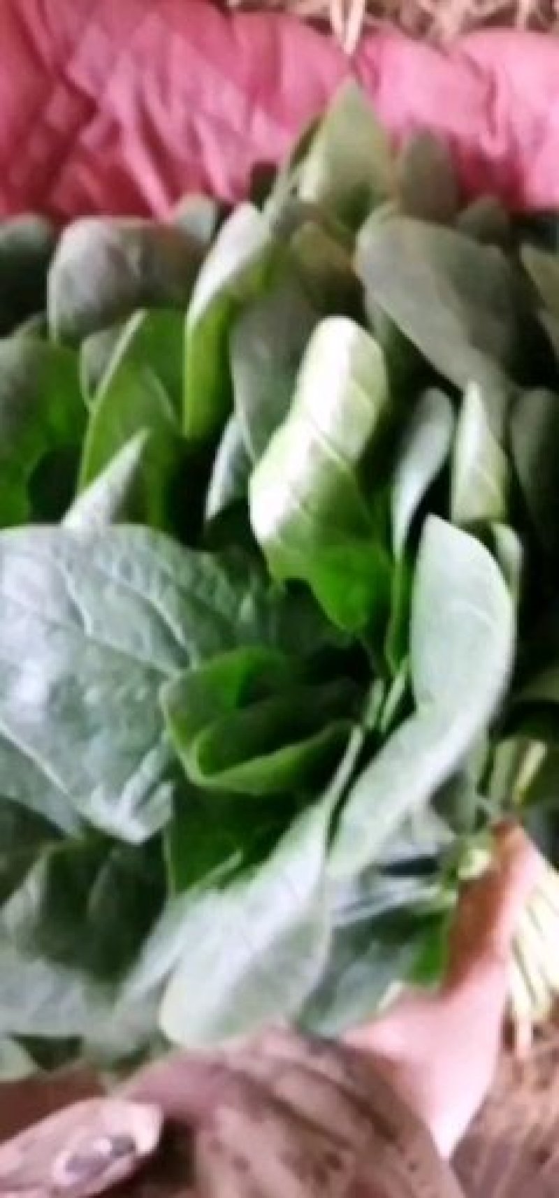 菠菜大叶菠菜产地河北邯郸蔬菜基地物流园量大优惠