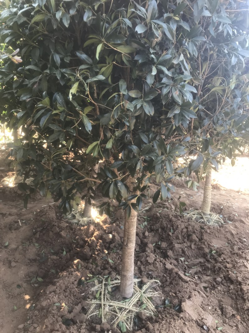 桂花树桂花小苗5-25公分规格齐全