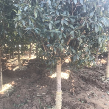 桂花树桂花小苗5-25公分规格齐全