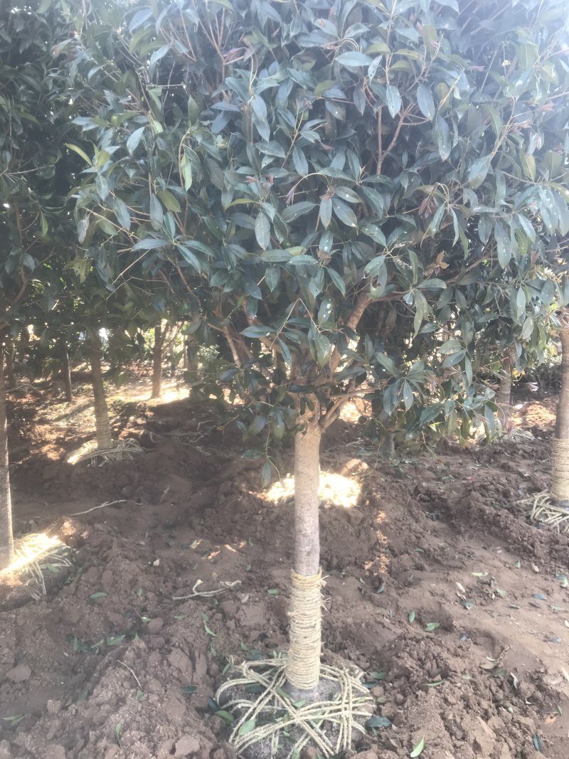 桂花树桂花小苗5-25公分规格齐全