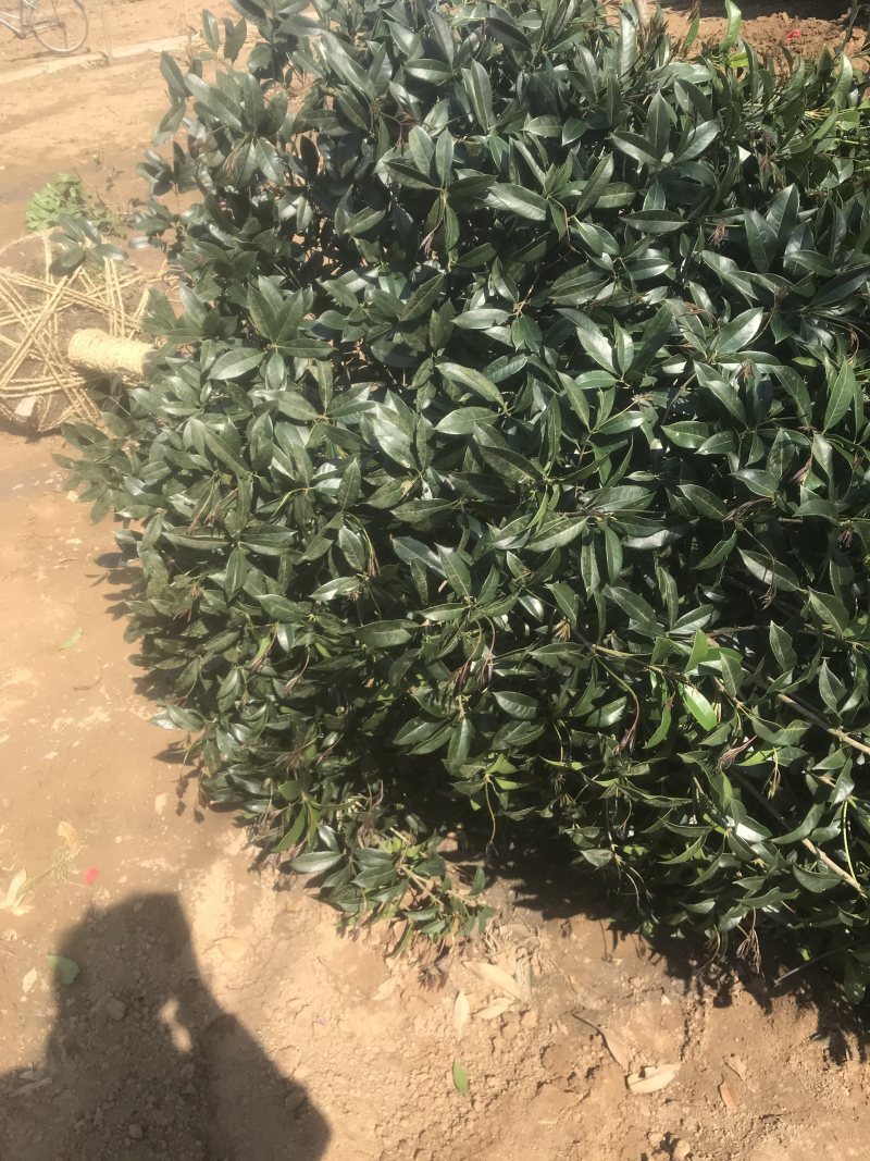 桂花树桂花小苗5-25公分规格齐全