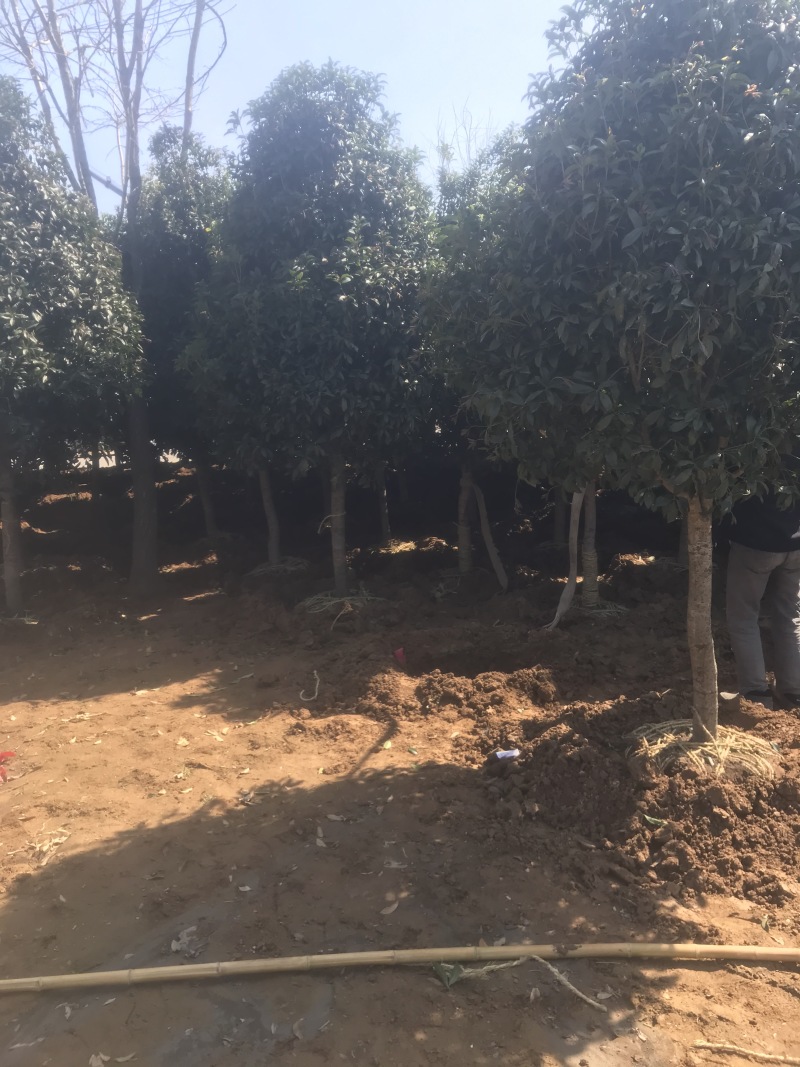 桂花树桂花小苗5-25公分规格齐全