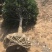 桂花树桂花小苗5-25公分规格齐全