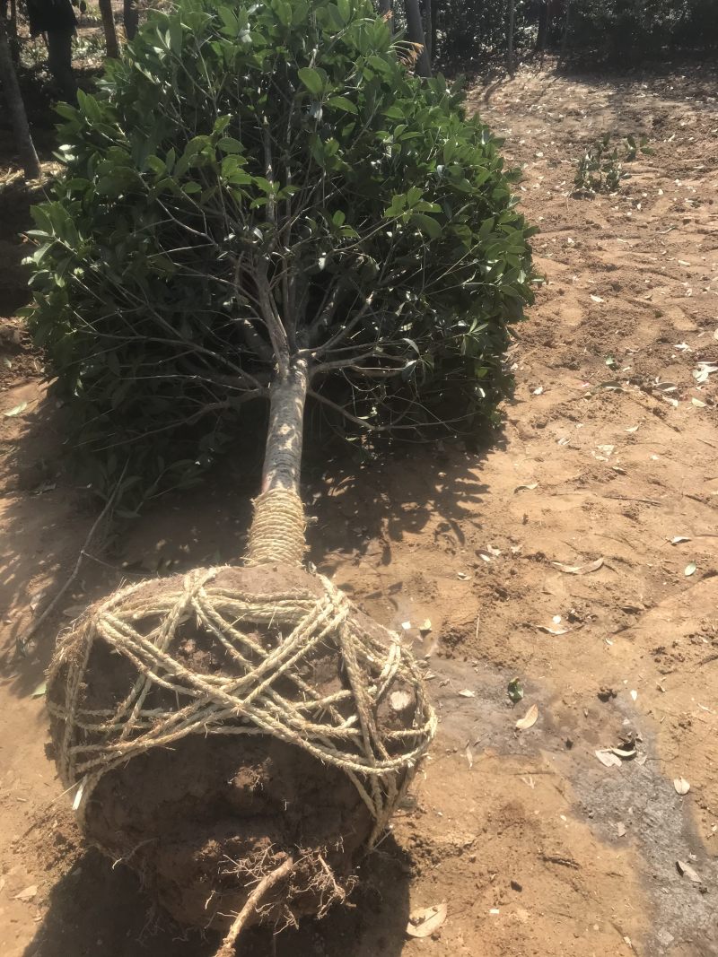 桂花树桂花小苗5-25公分规格齐全