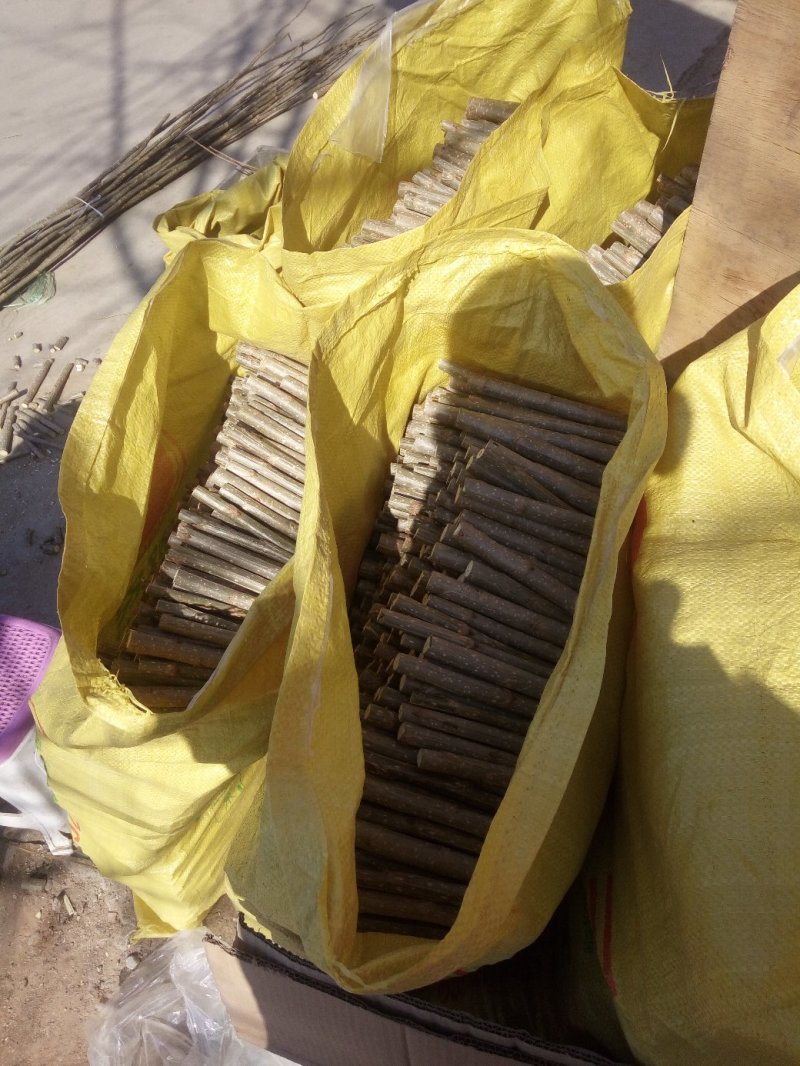 我基地长年供应欧美107杨树苗，待办加工段节