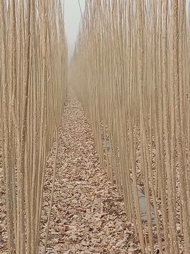 我基地长年供应欧美107杨树苗，待办加工段节