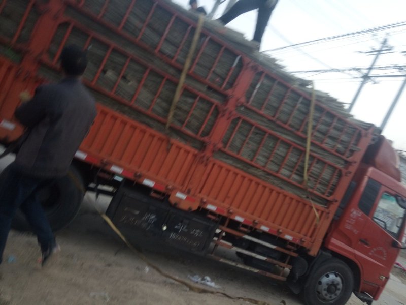 我基地长年供应欧美107杨树苗，待办加工段节