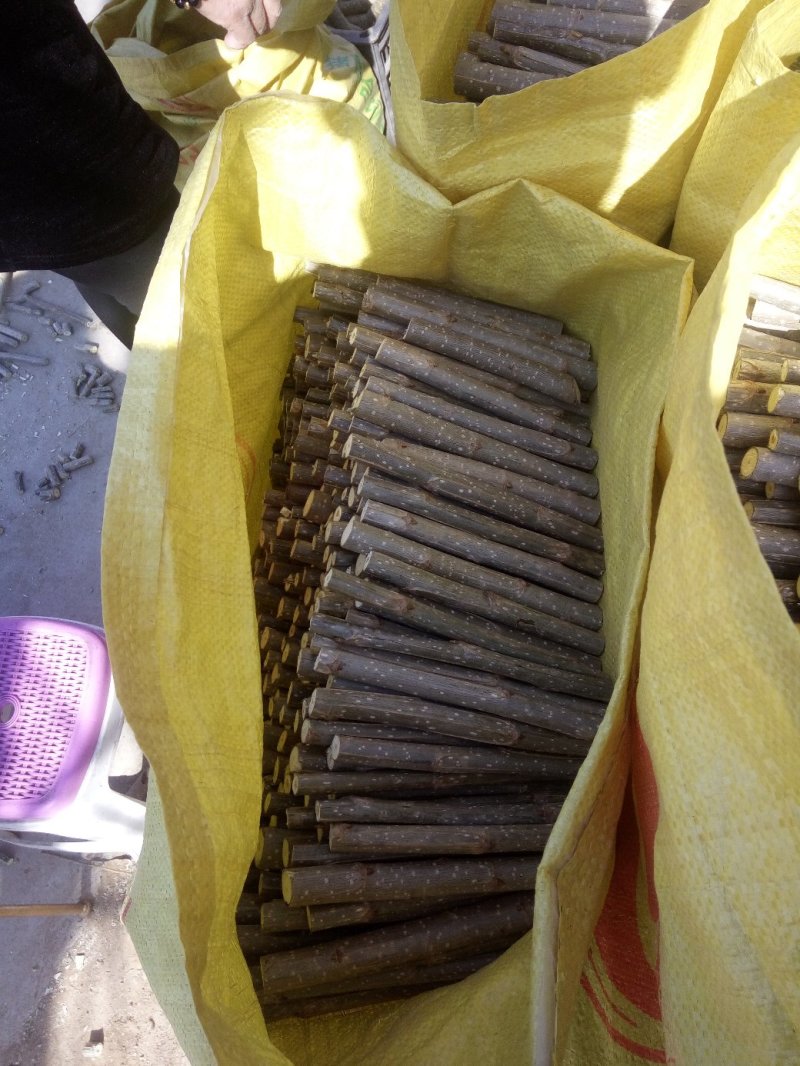 我基地长年供应欧美107杨树苗，待办加工段节
