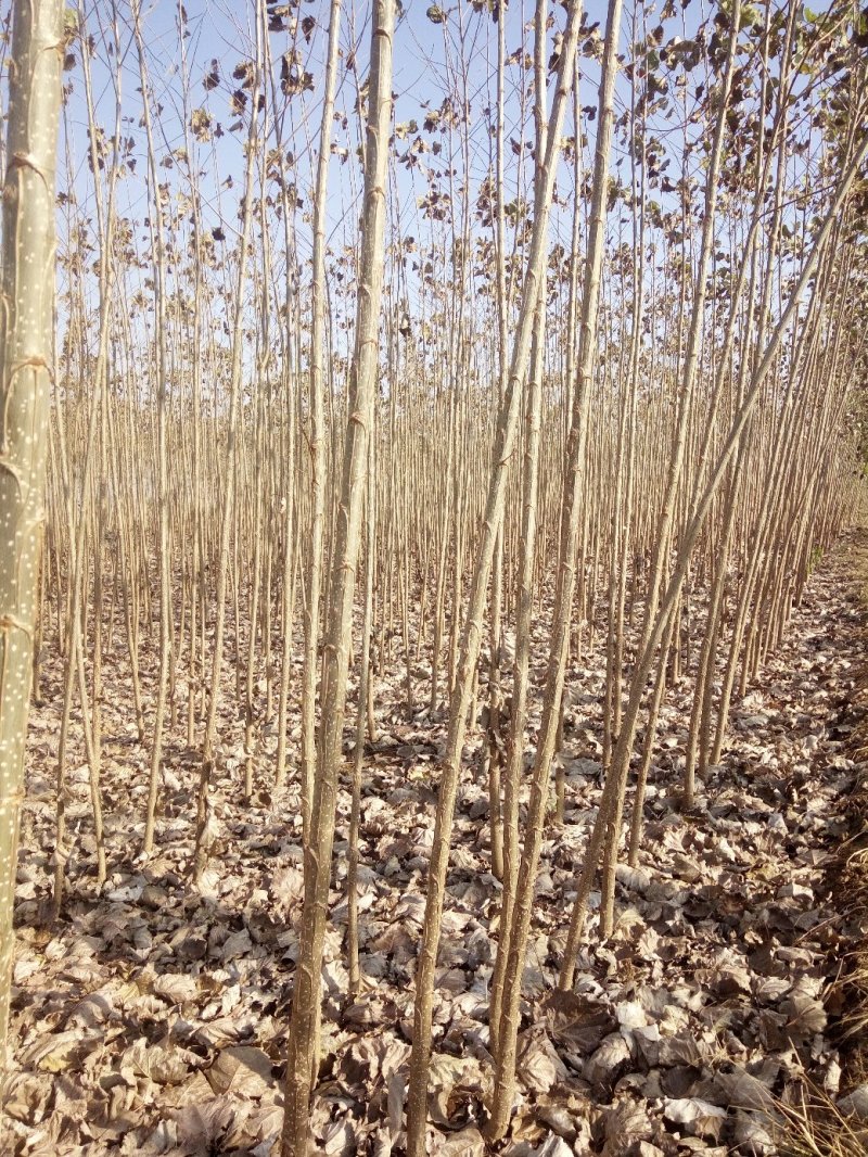 我基地长年供应欧美107杨树苗，待办加工段节