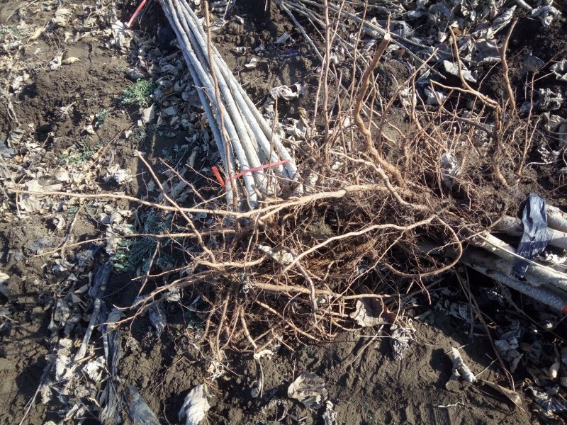我基地长年供应欧美107杨树苗，待办加工段节