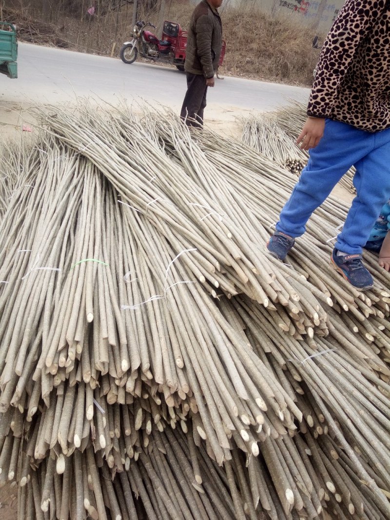 我基地长年供应欧美107杨树苗，待办加工段节