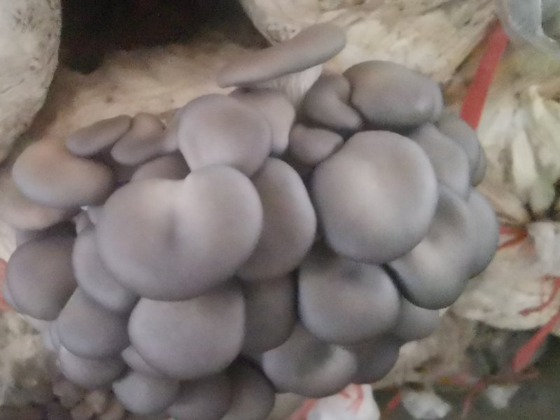 平菇袖珍菇鸡腿菇优质出菇包，物美价廉，我们做蘑菇15年