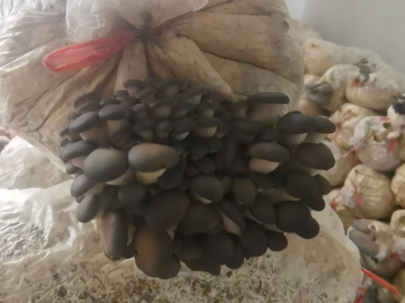 平菇袖珍菇鸡腿菇优质出菇包，物美价廉，我们做蘑菇15年