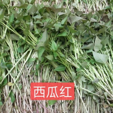 西瓜红一一沙土地的红薯，皮光色好就是甜。