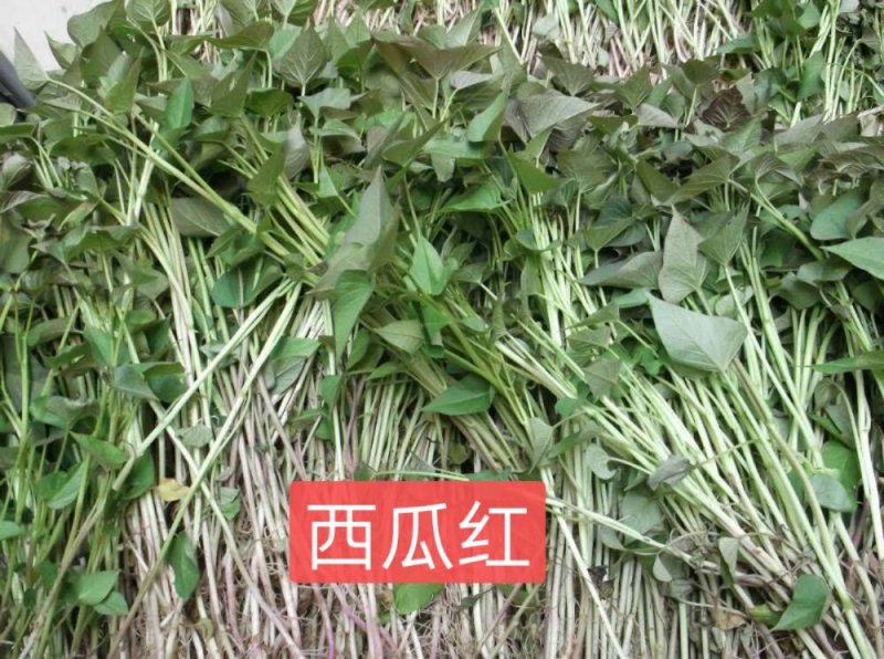 西瓜红一一沙土地的红薯，皮光色好就是甜。