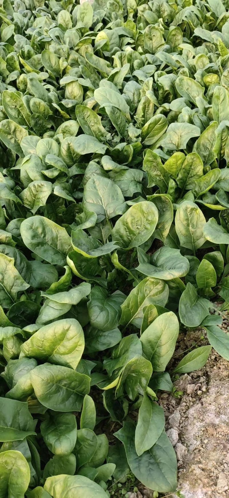 菠菜，大量有货，质量保证，可以发往全国各地。