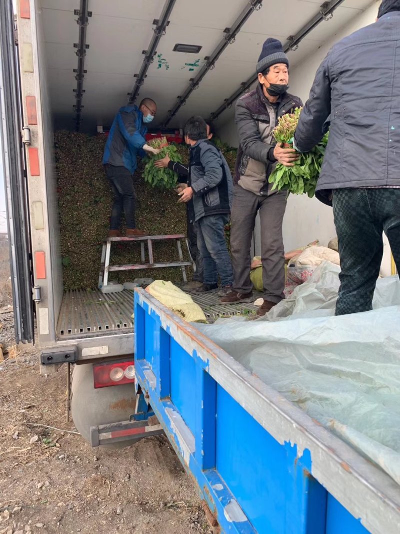 菠菜，大量有货，质量保证，可以发往全国各地。