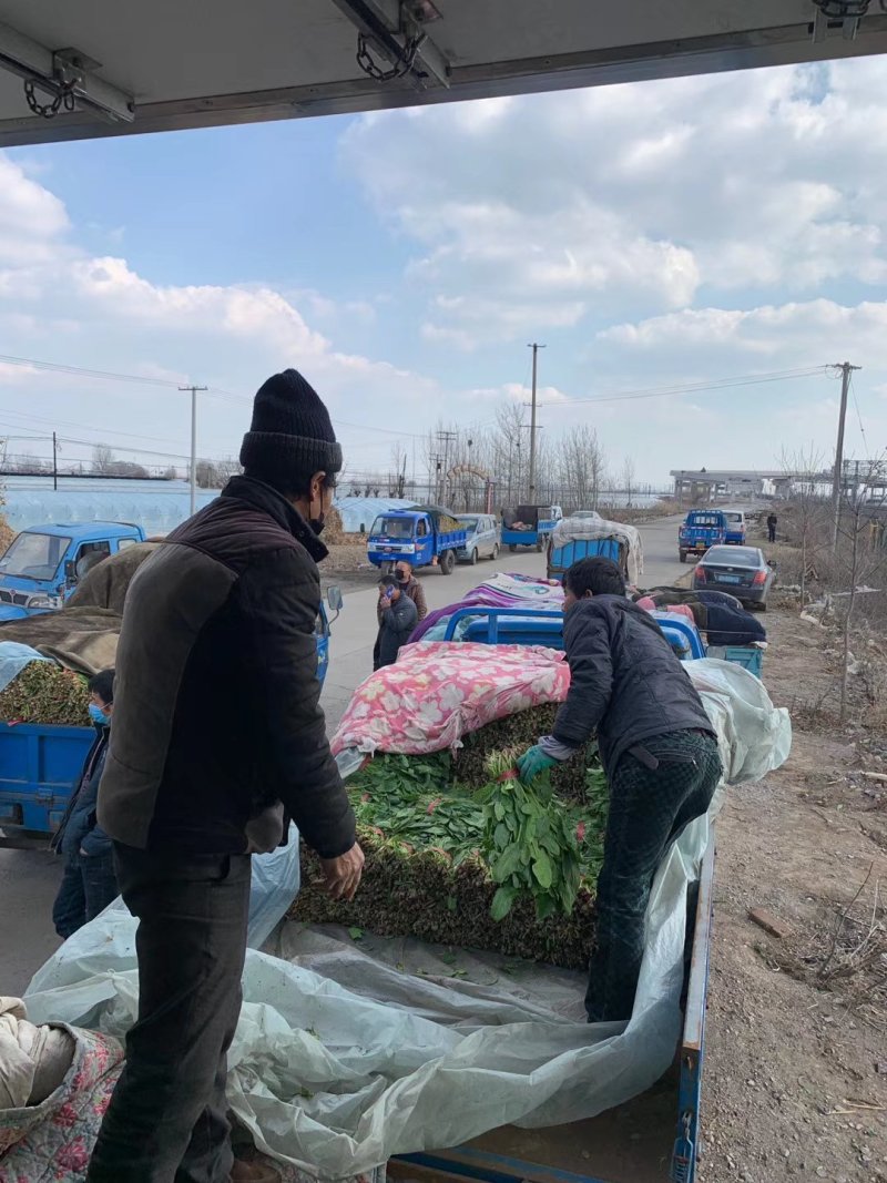 菠菜，大量有货，质量保证，可以发往全国各地。