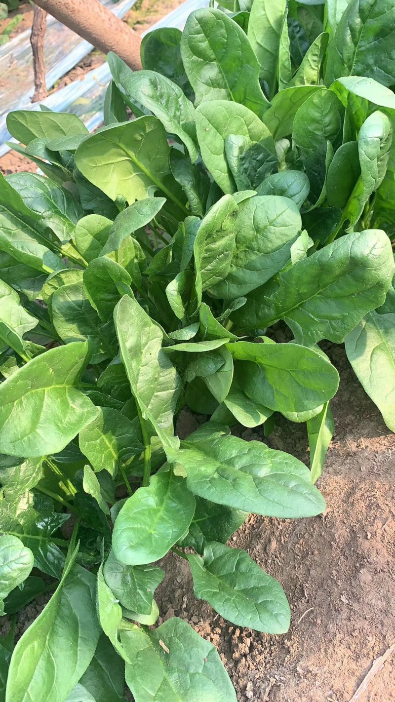 菠菜，大量有货，质量保证，可以发往全国各地。