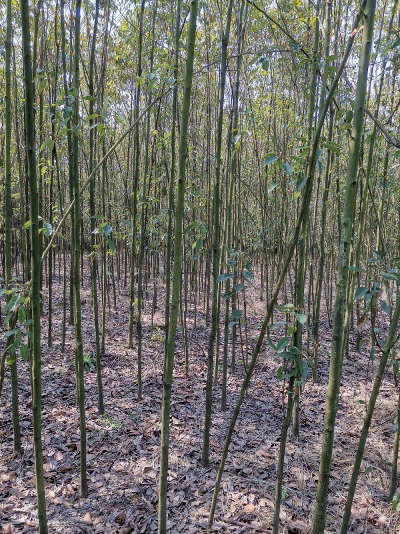 自己家的香樟树供应1到15公分，杜英树（樟树）