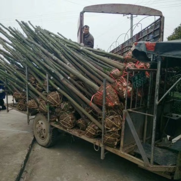 自己家的香樟树供应1到15公分，杜英树（樟树）
