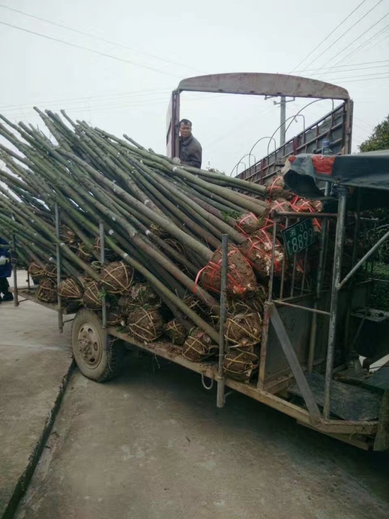 自己家的香樟树供应1到15公分，杜英树（樟树）