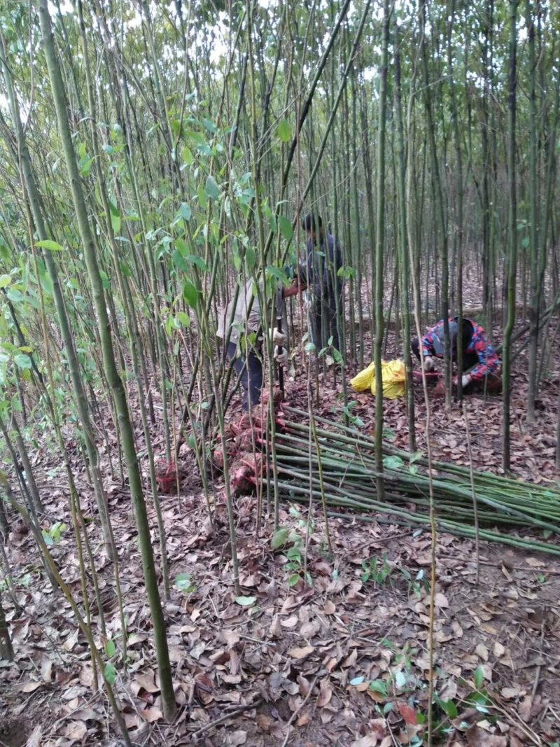 自己家的香樟树供应1到15公分，杜英树（樟树）