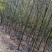 自己家的香樟树供应1到15公分，杜英树（樟树）