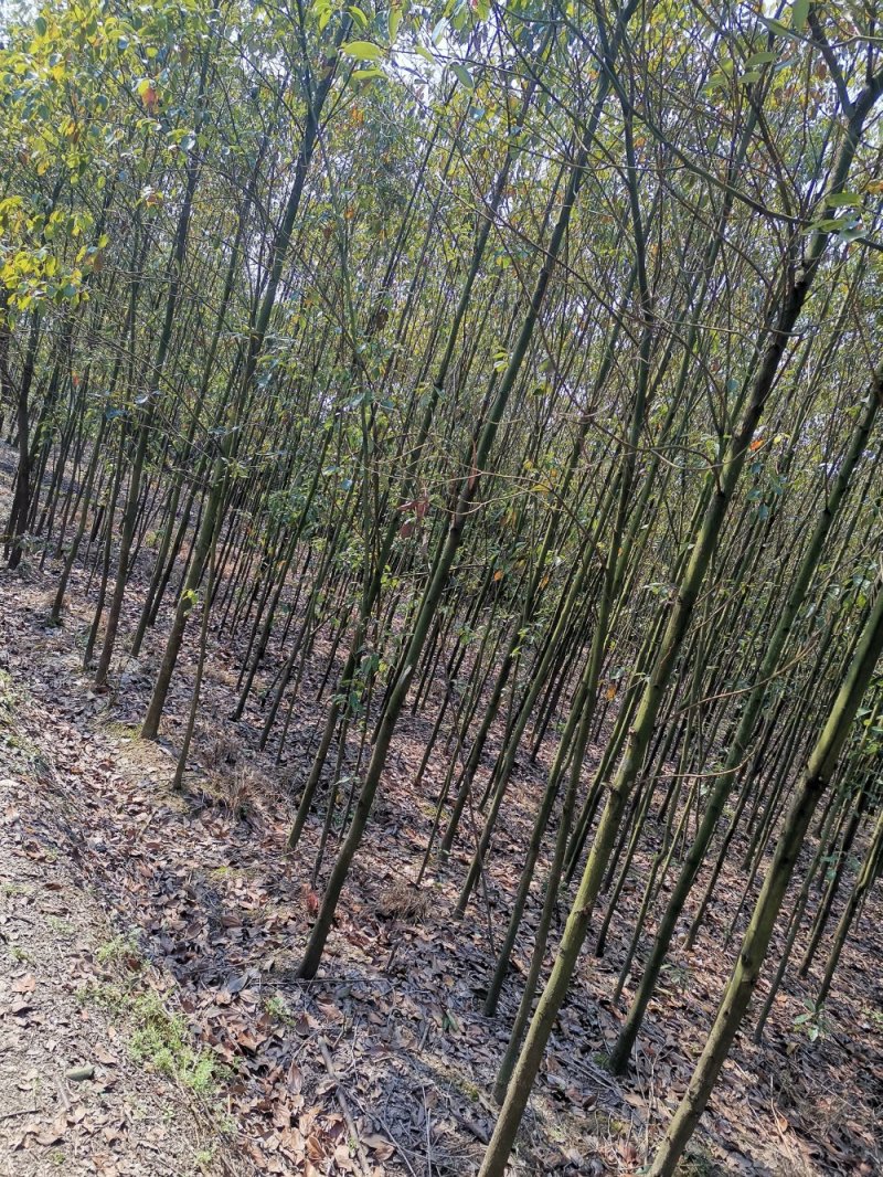 自己家的香樟树供应1到15公分，杜英树（樟树）