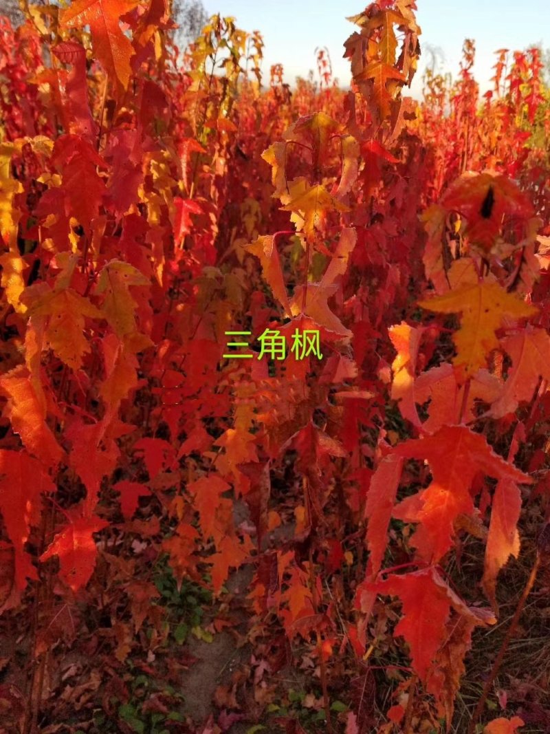 辽宁开原三角枫小苗茶条槭工程苗杯苗繁育基地